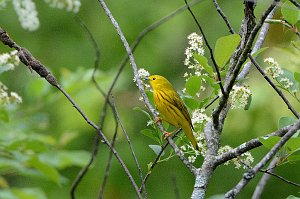 Warbler, Yellow, 2015-05156561 Broad Meadow Brook, MA